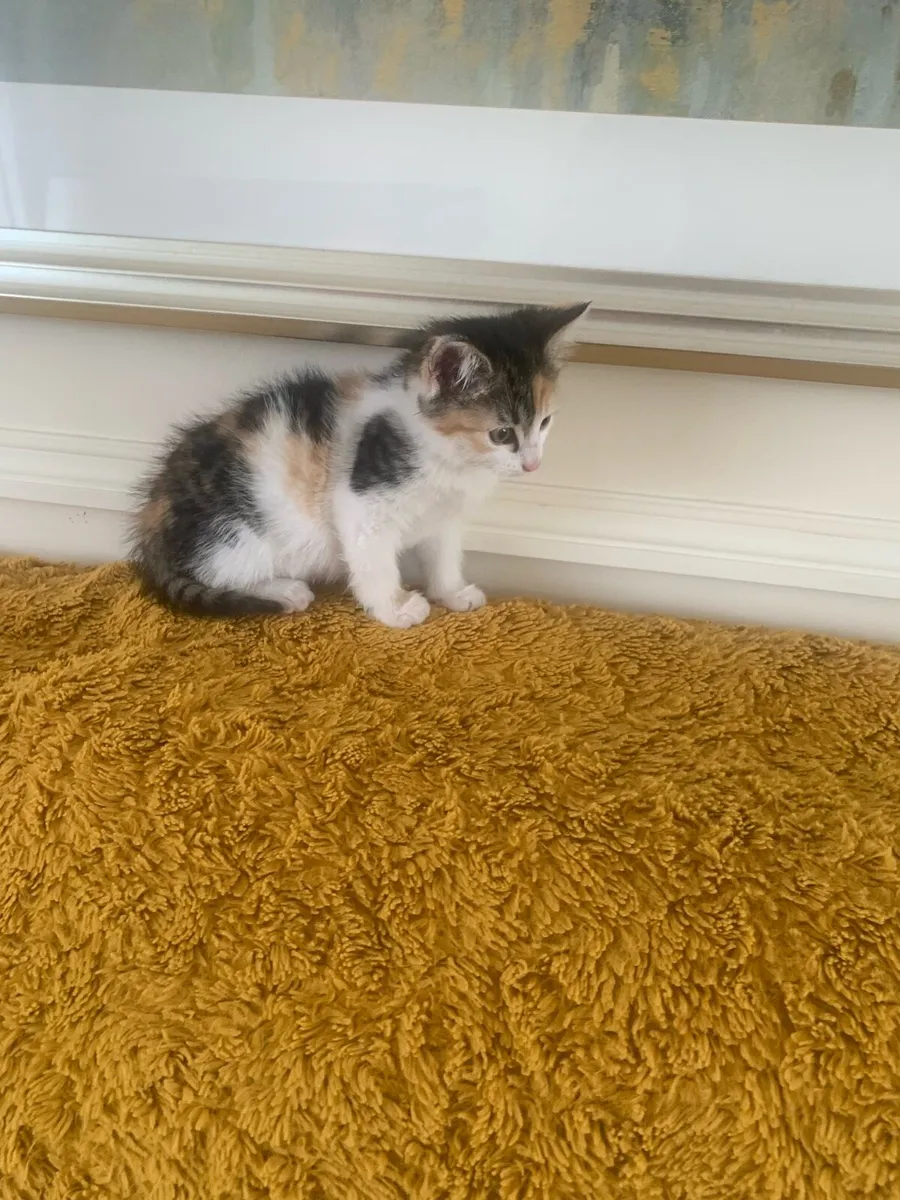 3 kittens - Image 2
