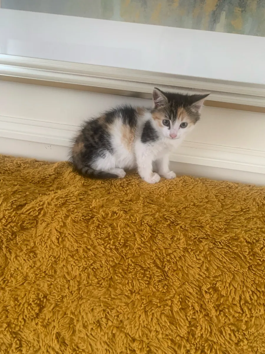 3 kittens - Image 3