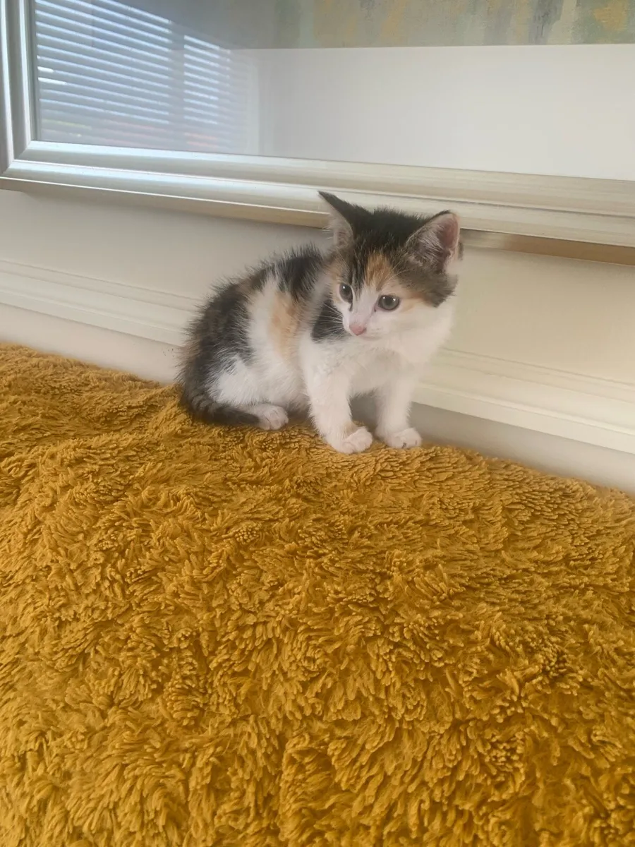 3 kittens - Image 4