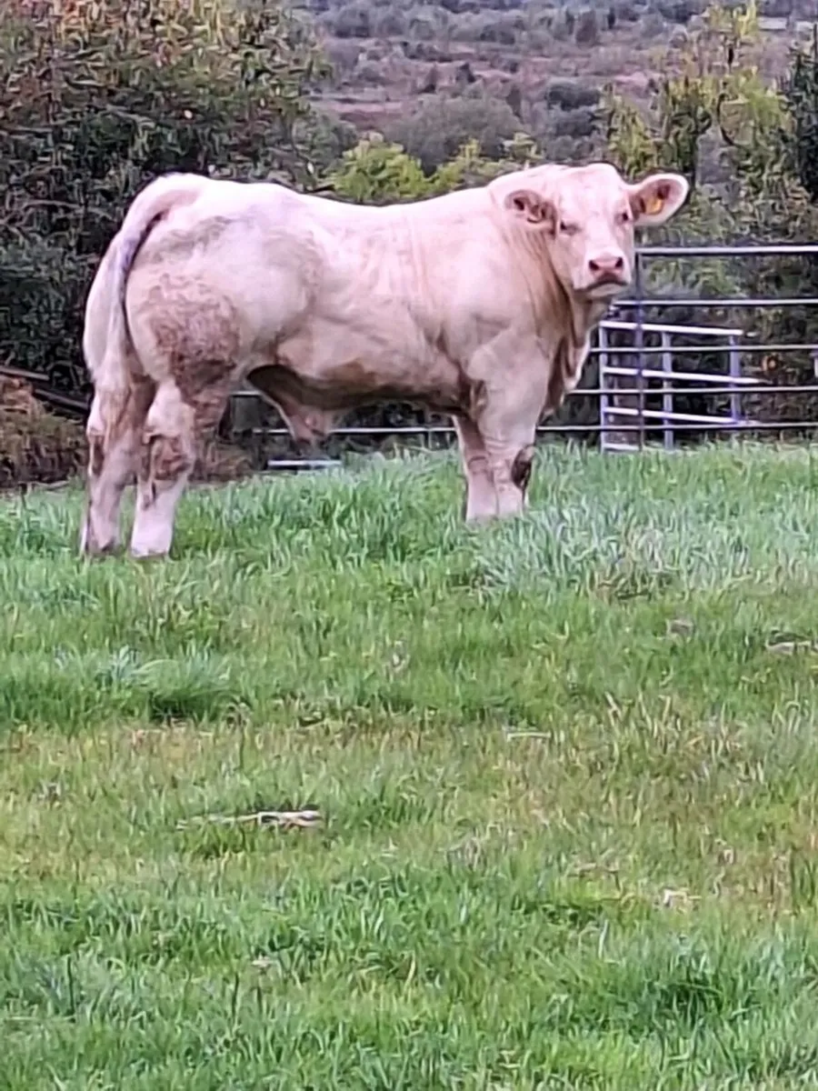 Purebred charolais bull - Image 1