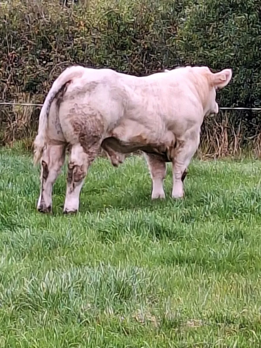 Purebred charolais bull - Image 2