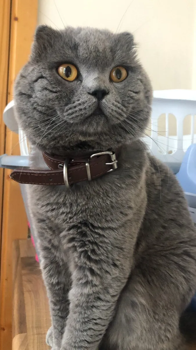 British and Scottish fold 1 boy left 🥰🐈‍⬛ - Image 4