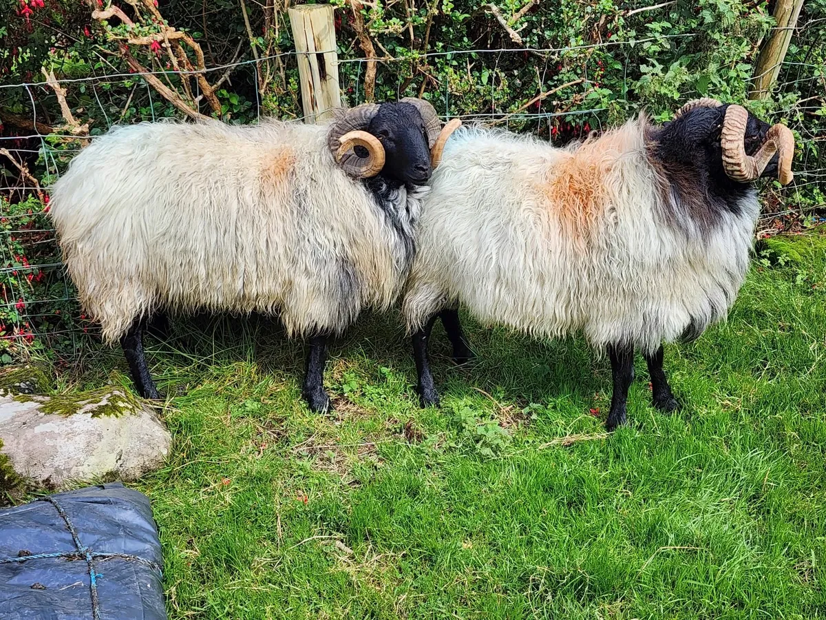 Achill Sheep Fair - Image 4