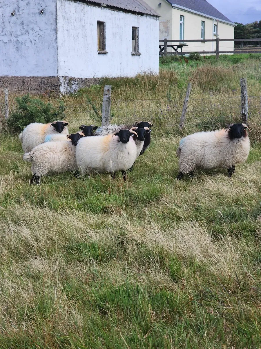 Achill Sheep Fair - Image 1