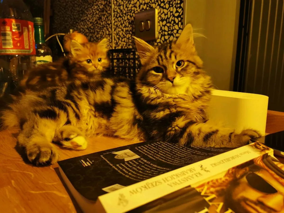 TICA registered Siberian kittens - Image 4