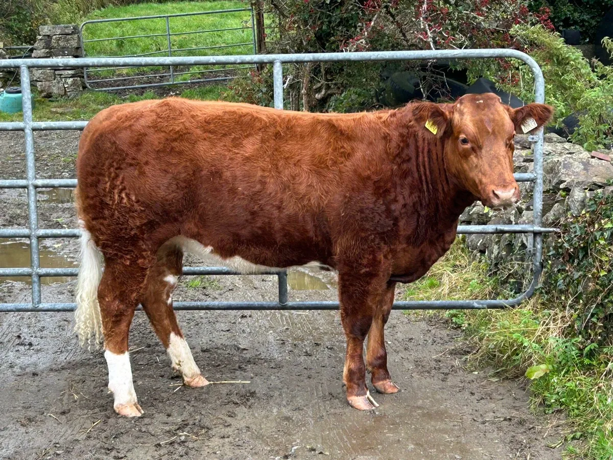 🔥Show Heifer🔥 - Image 1
