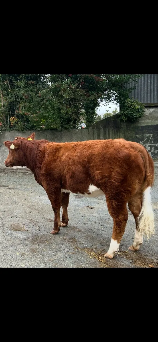 🔥Show Heifer🔥 - Image 2