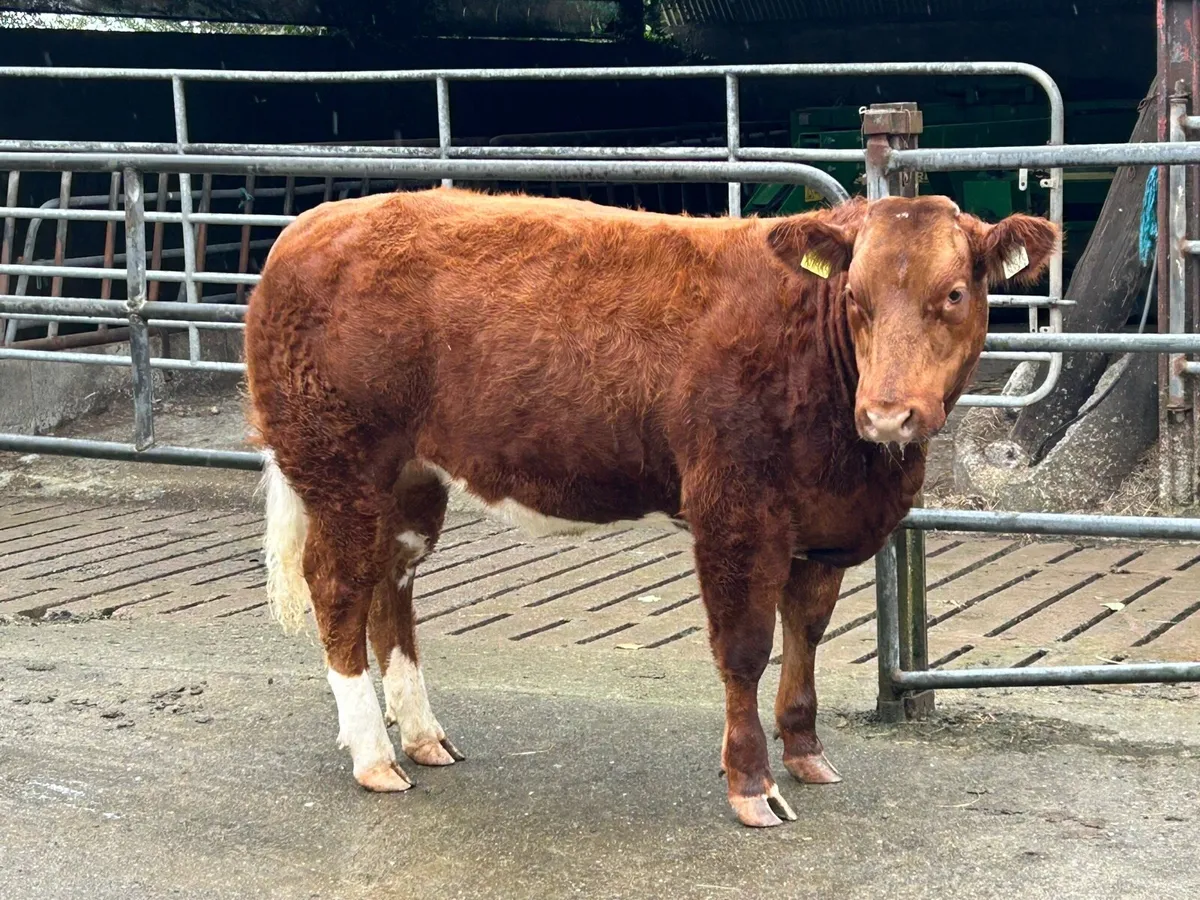 🔥Show Heifer🔥 - Image 3