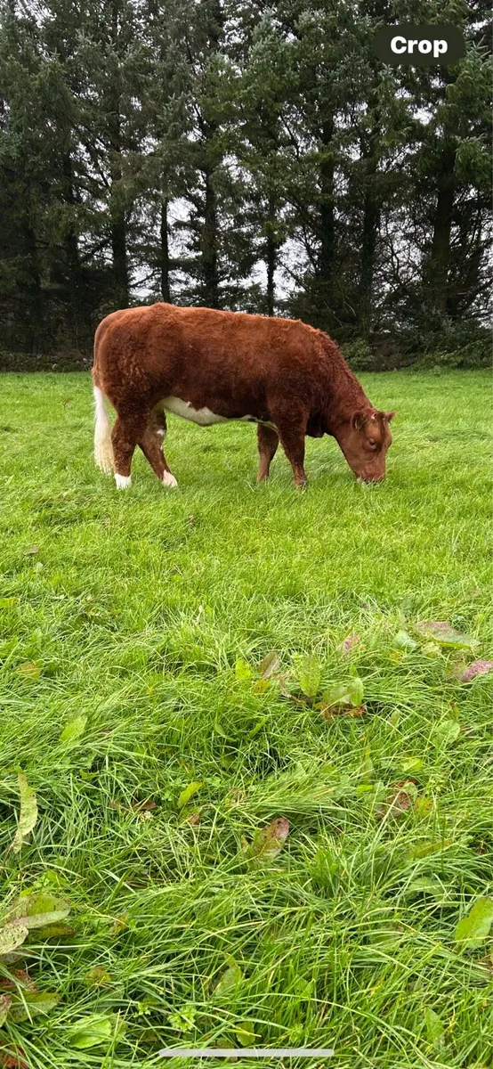 🔥Show Heifer🔥 - Image 4