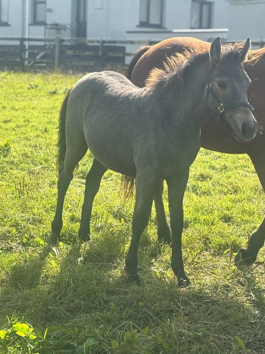 Cob foal - Image 1