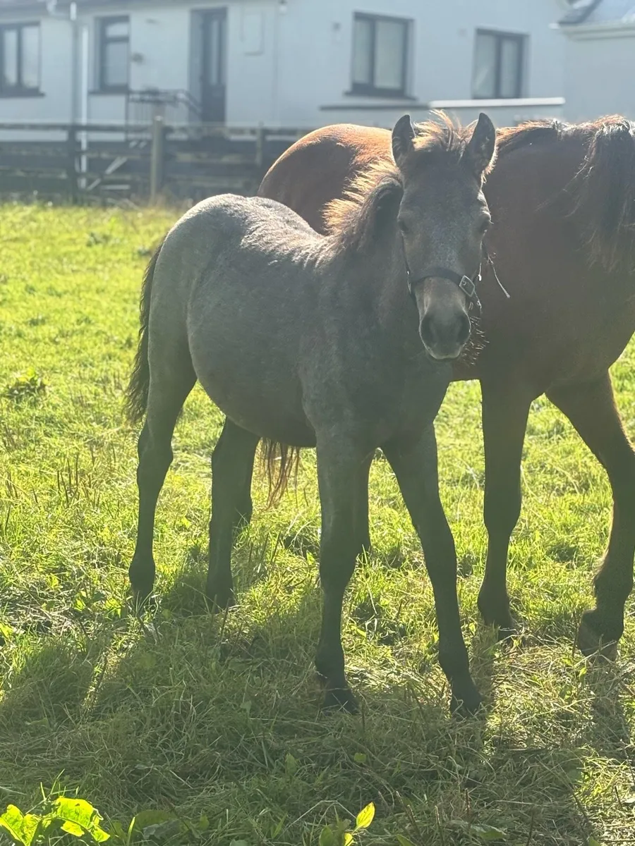 Cob foal - Image 2