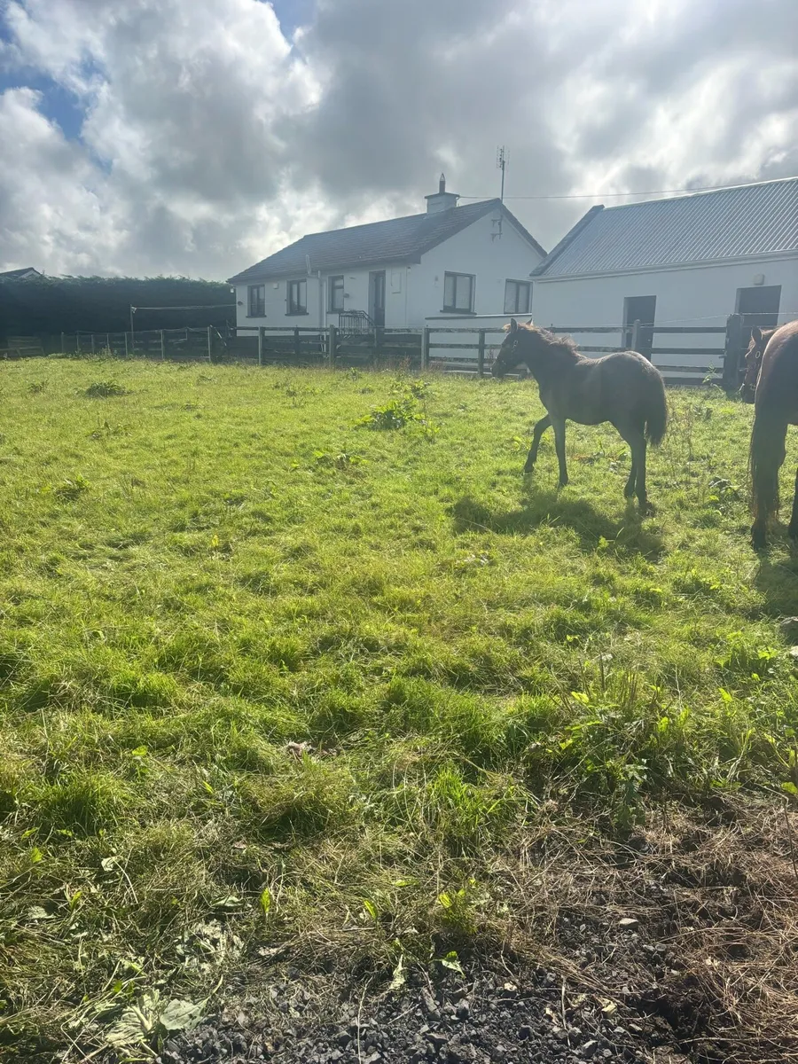 Cob foal - Image 3