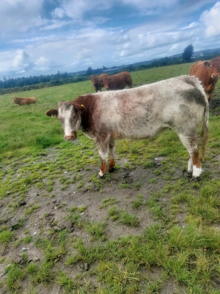 Heifer for sale in Balla next Saturday