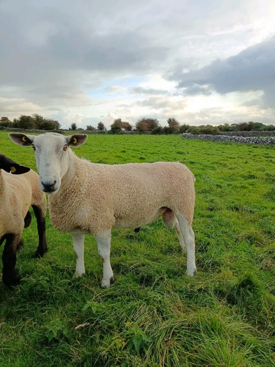 Blue Leicester Ram - Image 1