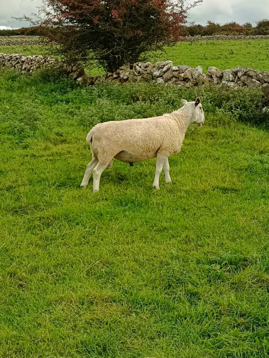 Blue Leicester Ram - Image 2