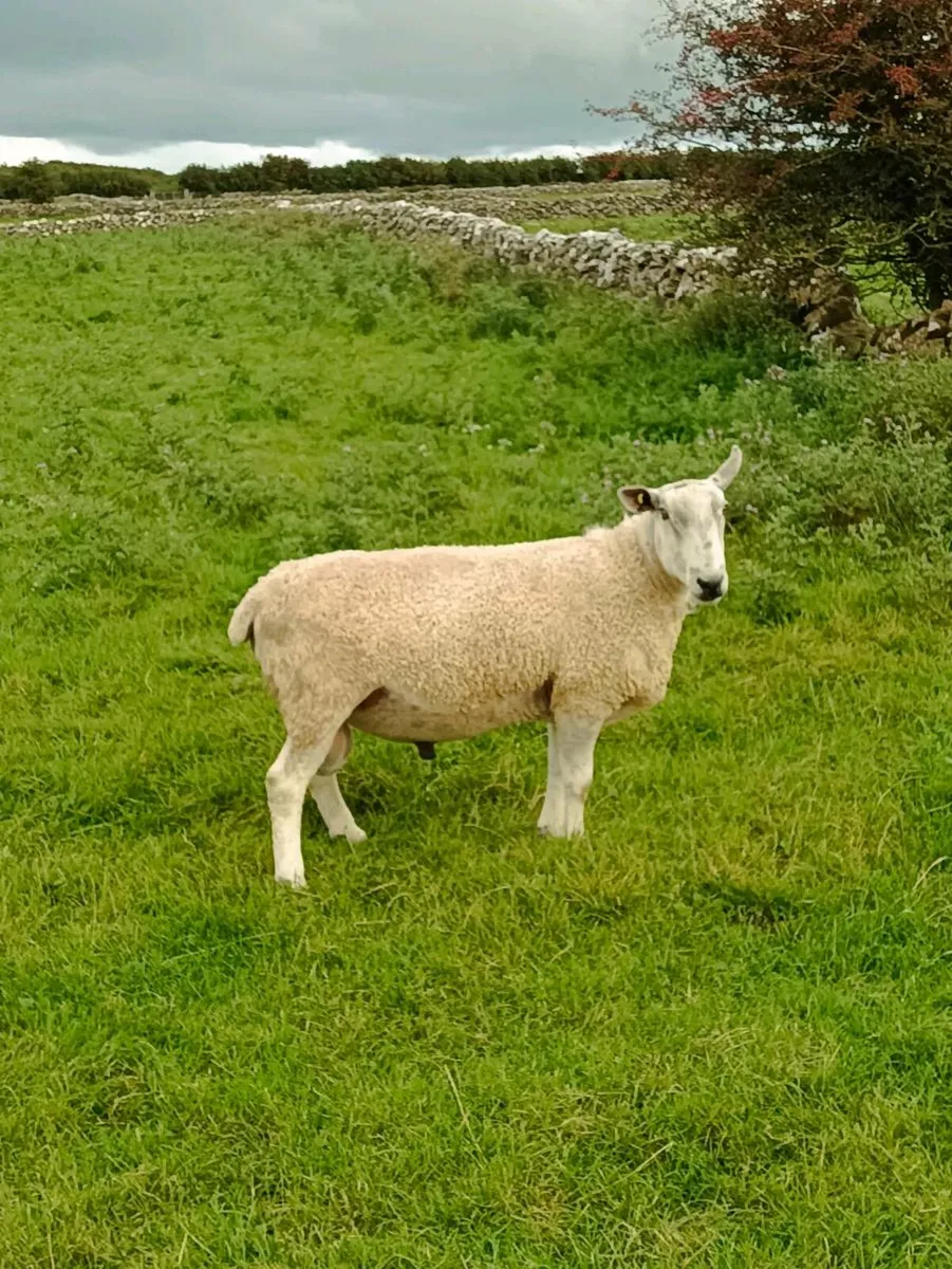 Blue Leicester Ram - Image 3