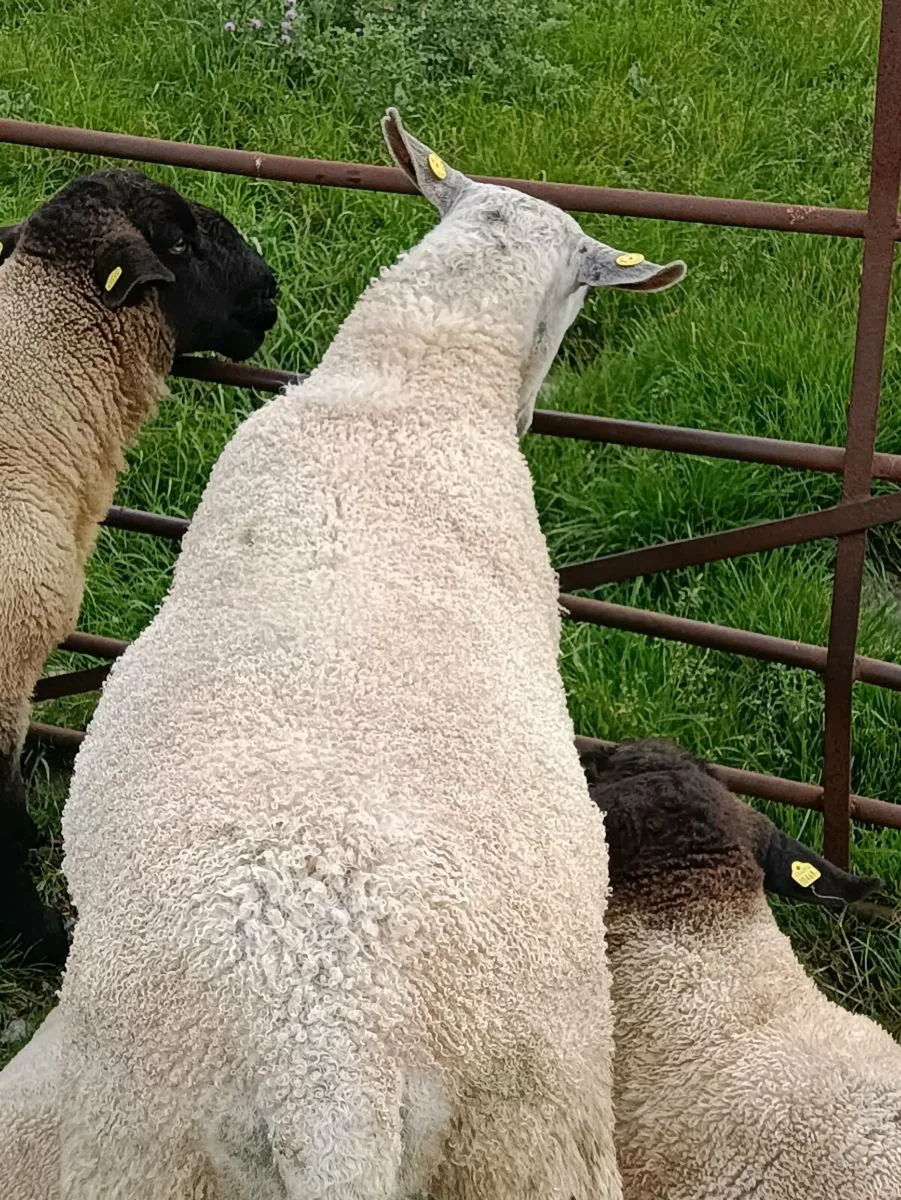 Blue Leicester Ram - Image 4