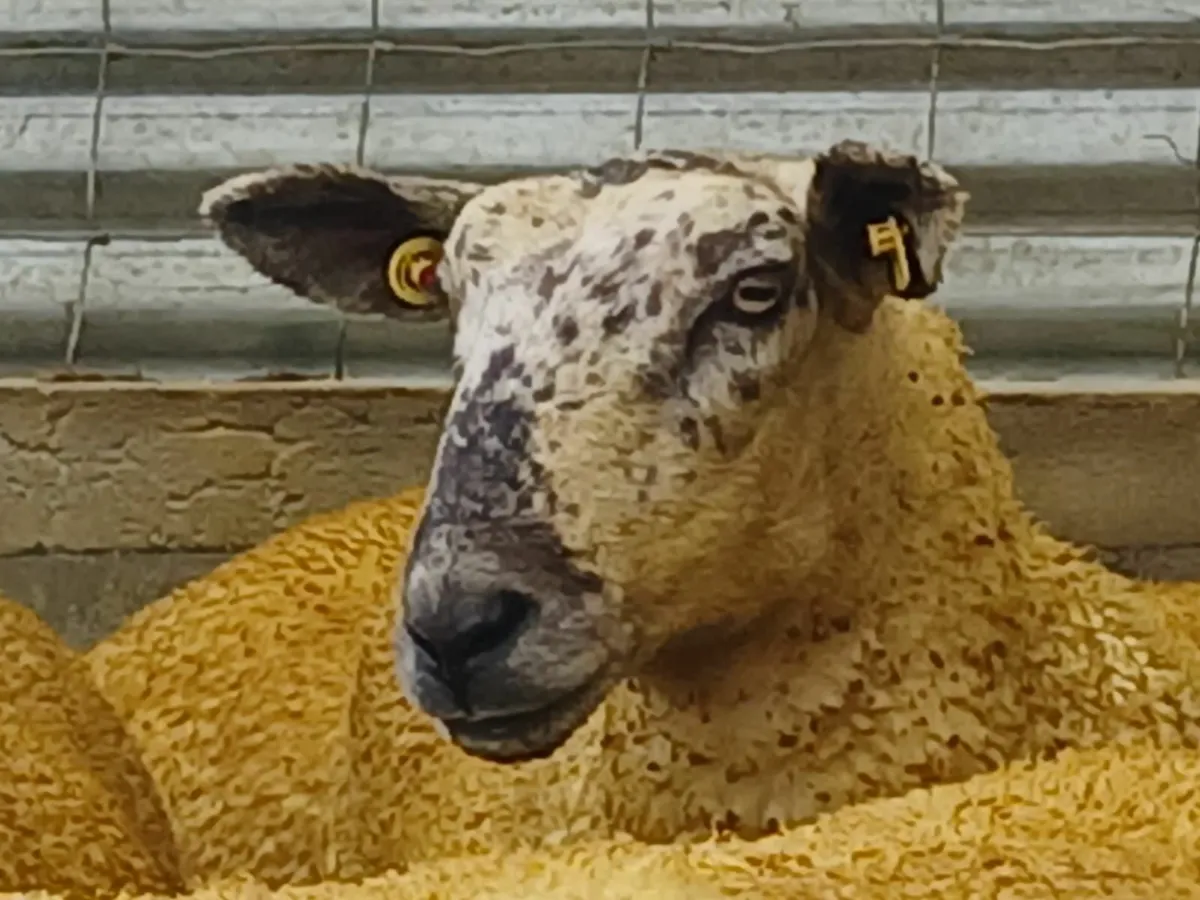 Ennis Mart Hoggets - Image 3