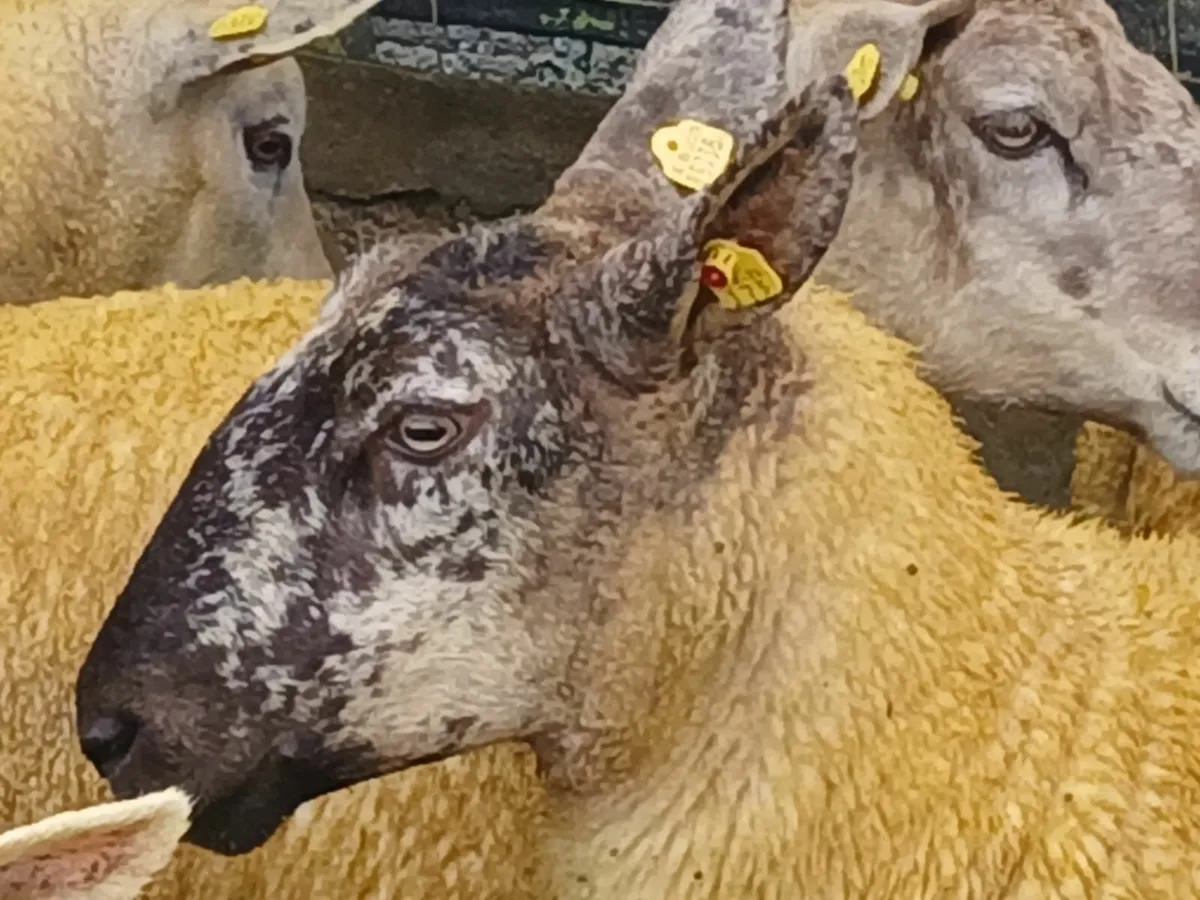 Ennis Mart Hoggets - Image 4