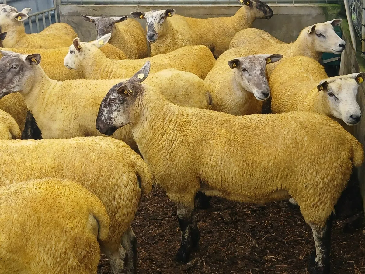 Ennis Mart Hoggets - Image 2