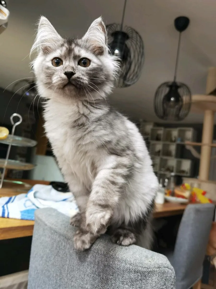 TICA registered Siberian kittens - Image 4
