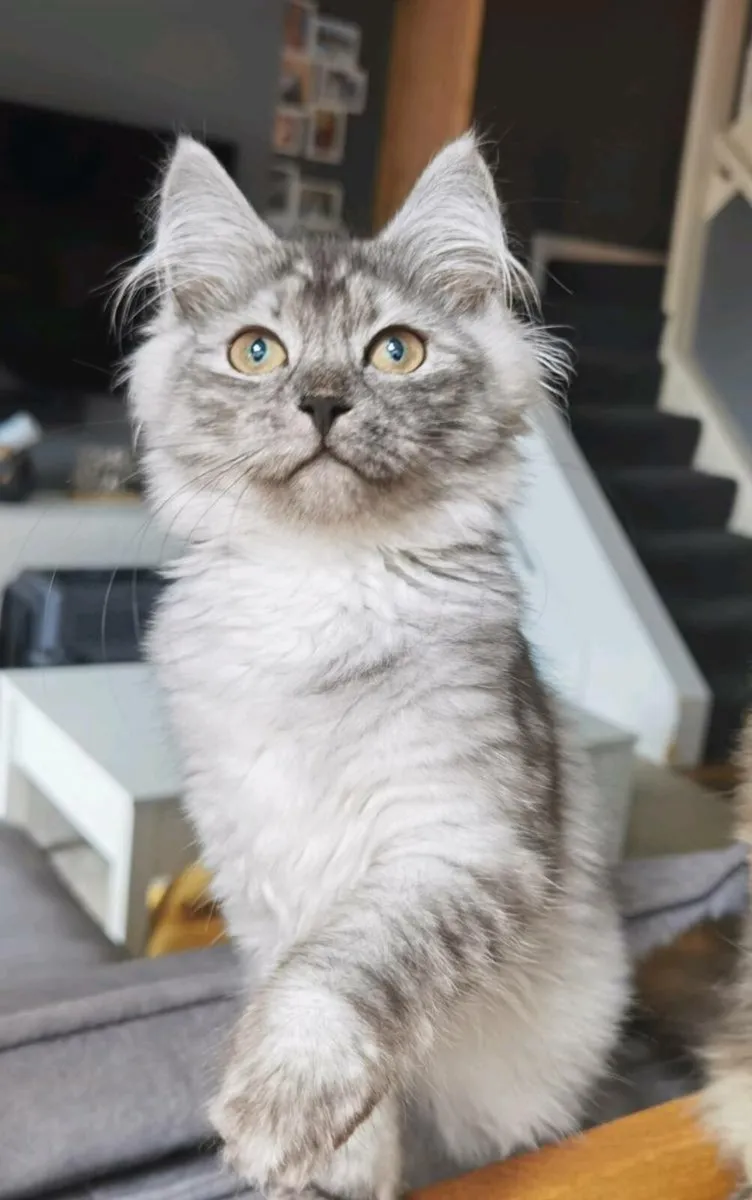 TICA registered Siberian kittens - Image 2