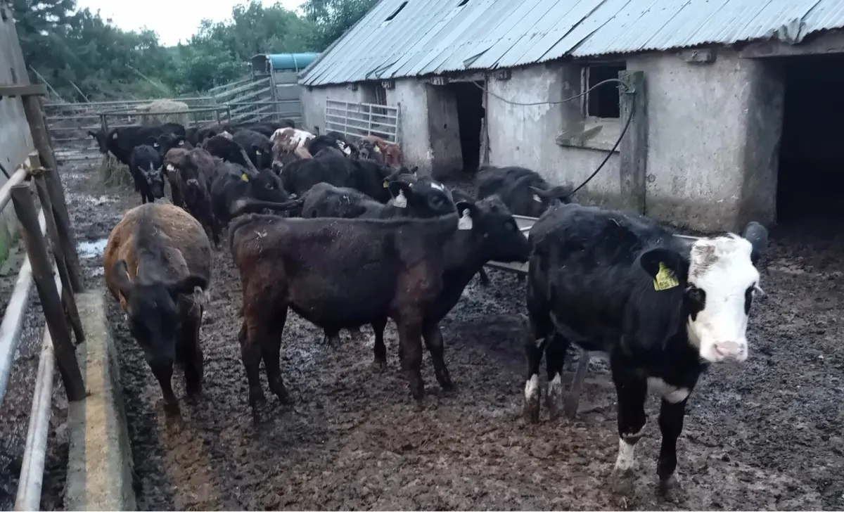 30 Bucket Reared Weanlings - Image 1