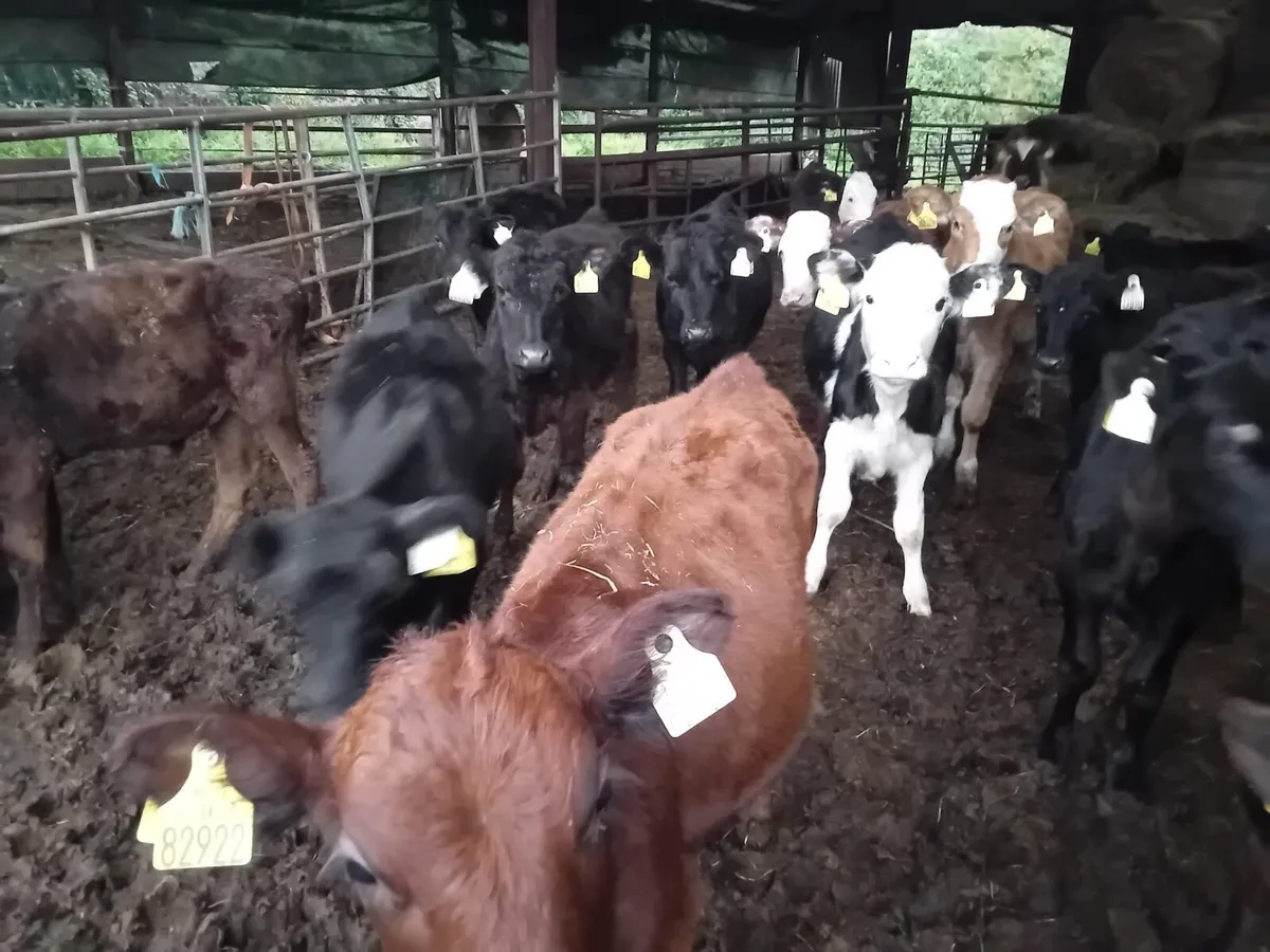 30 Bucket Reared Weanlings - Image 2