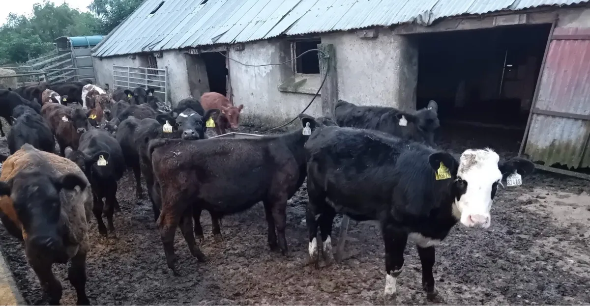 30 Bucket Reared Weanlings - Image 3