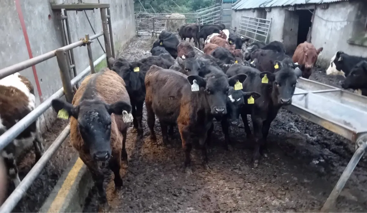 30 Bucket Reared Weanlings - Image 4