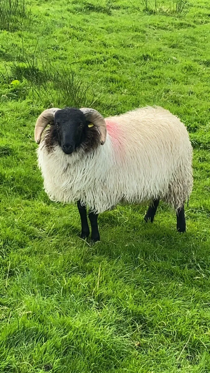 SIS Blackface Ram Lamb - Image 1