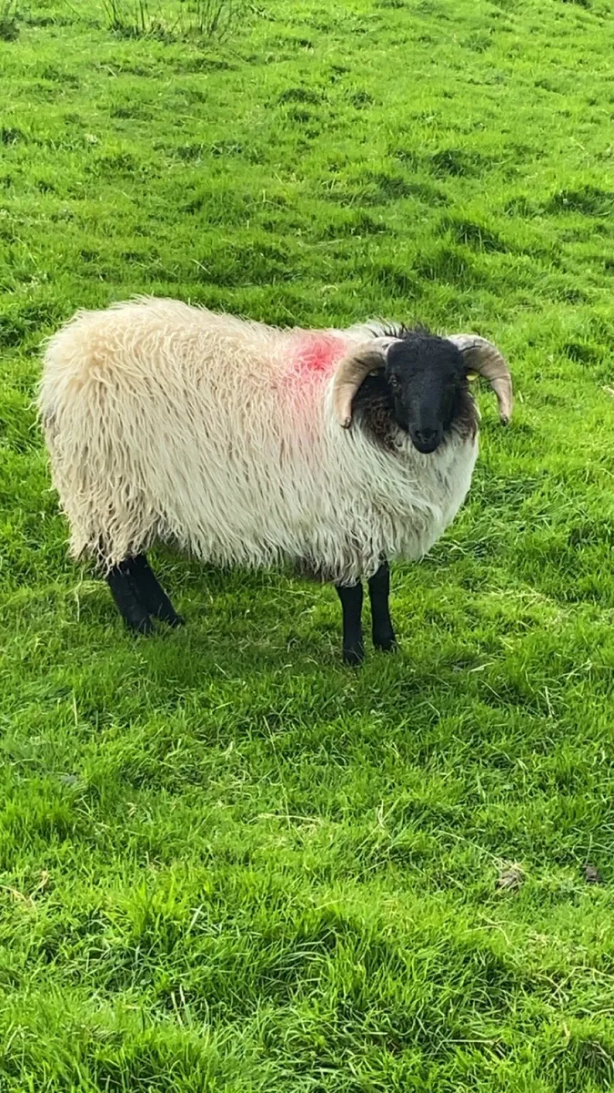 SIS Blackface Ram Lamb - Image 2