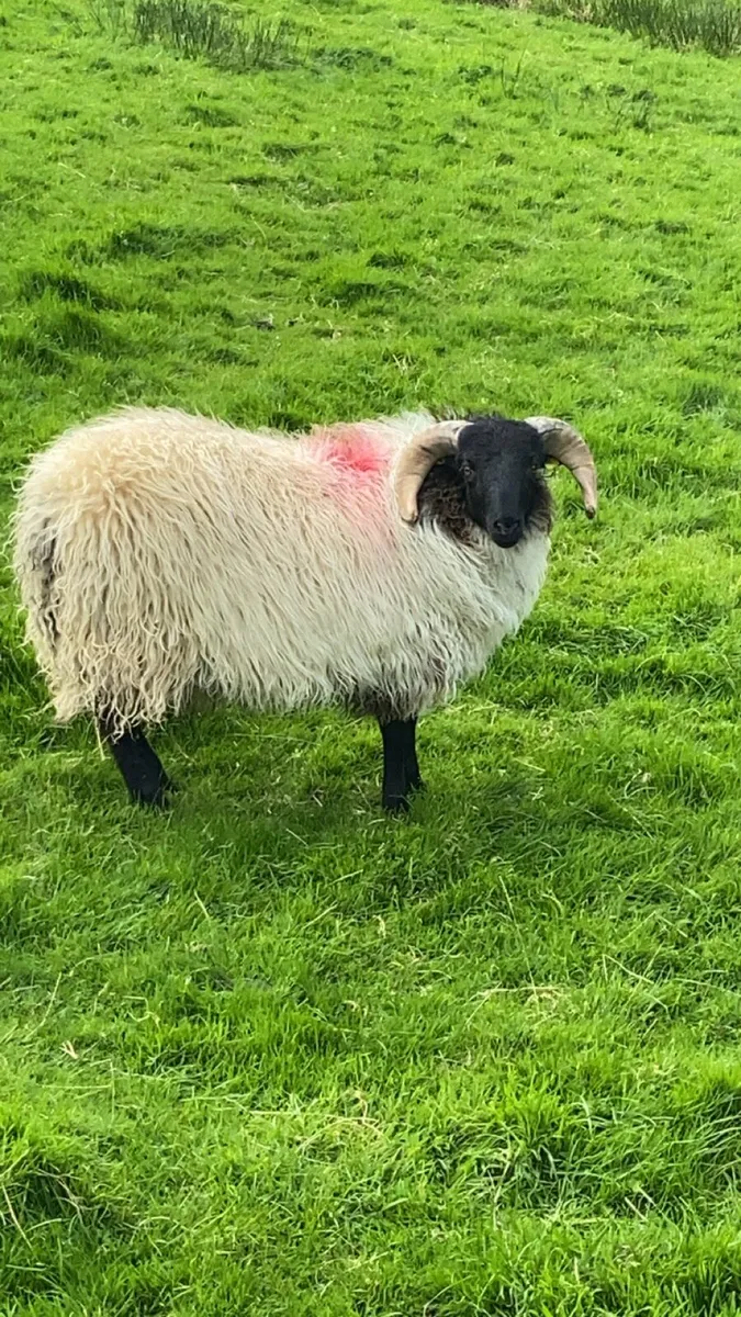 SIS Blackface Ram Lamb - Image 3