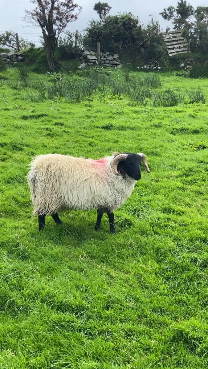 SIS Blackface Ram Lamb - Image 4
