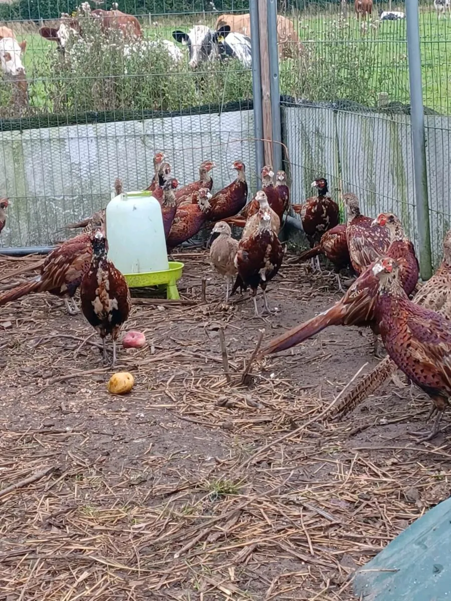 Pheasants