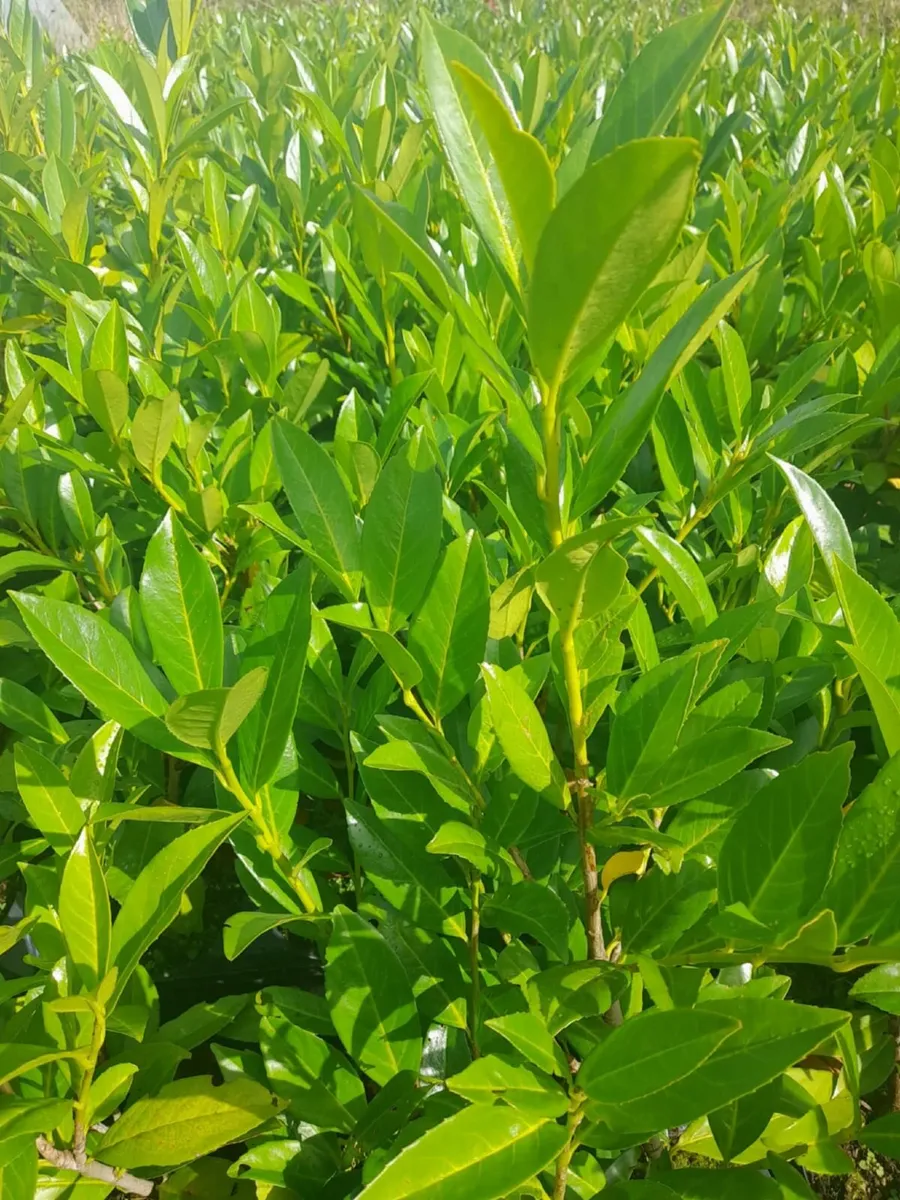 Red Robin Hedging €3.50 - Image 3