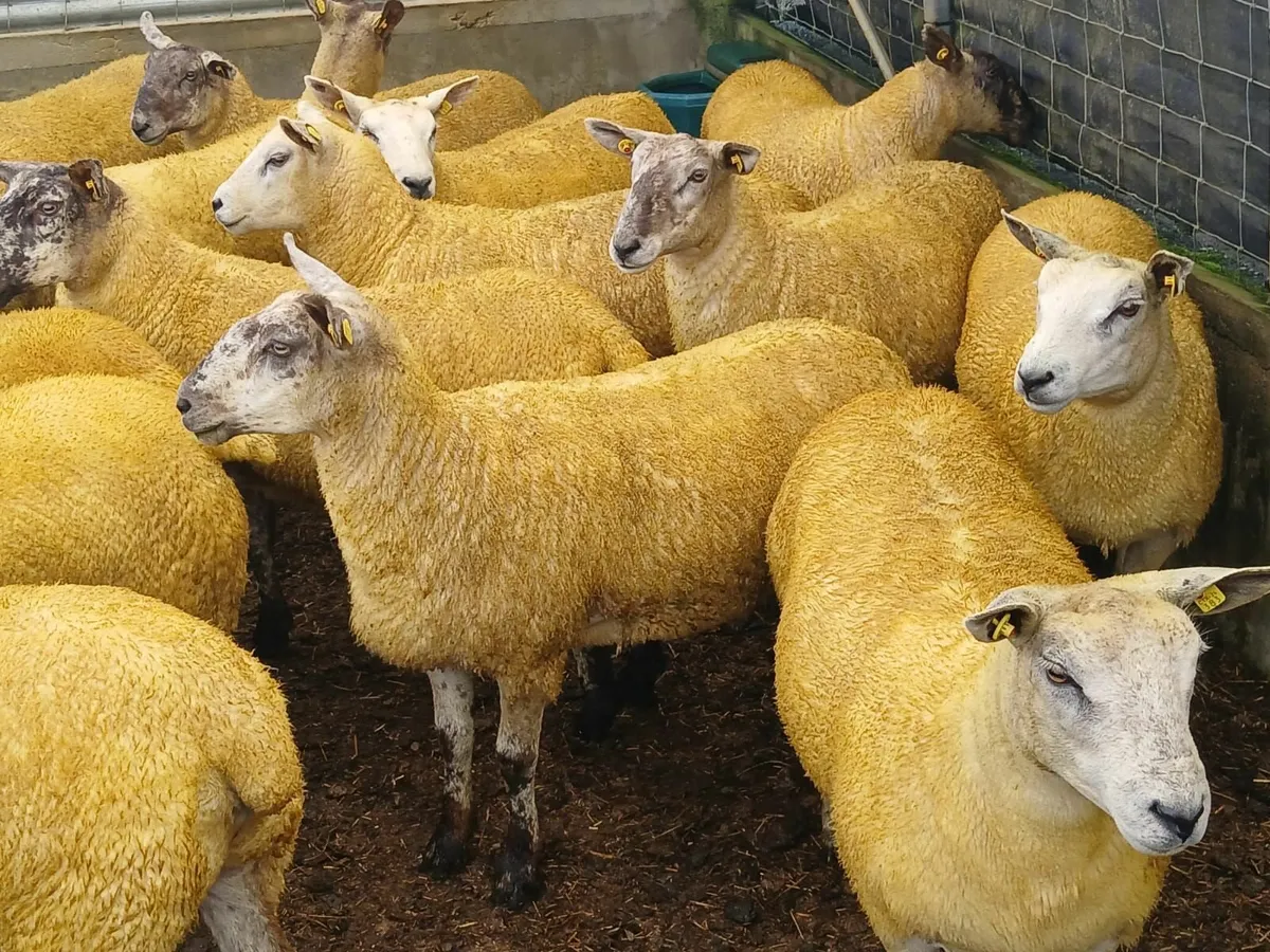 Ennis Mart Hoggets - Image 1