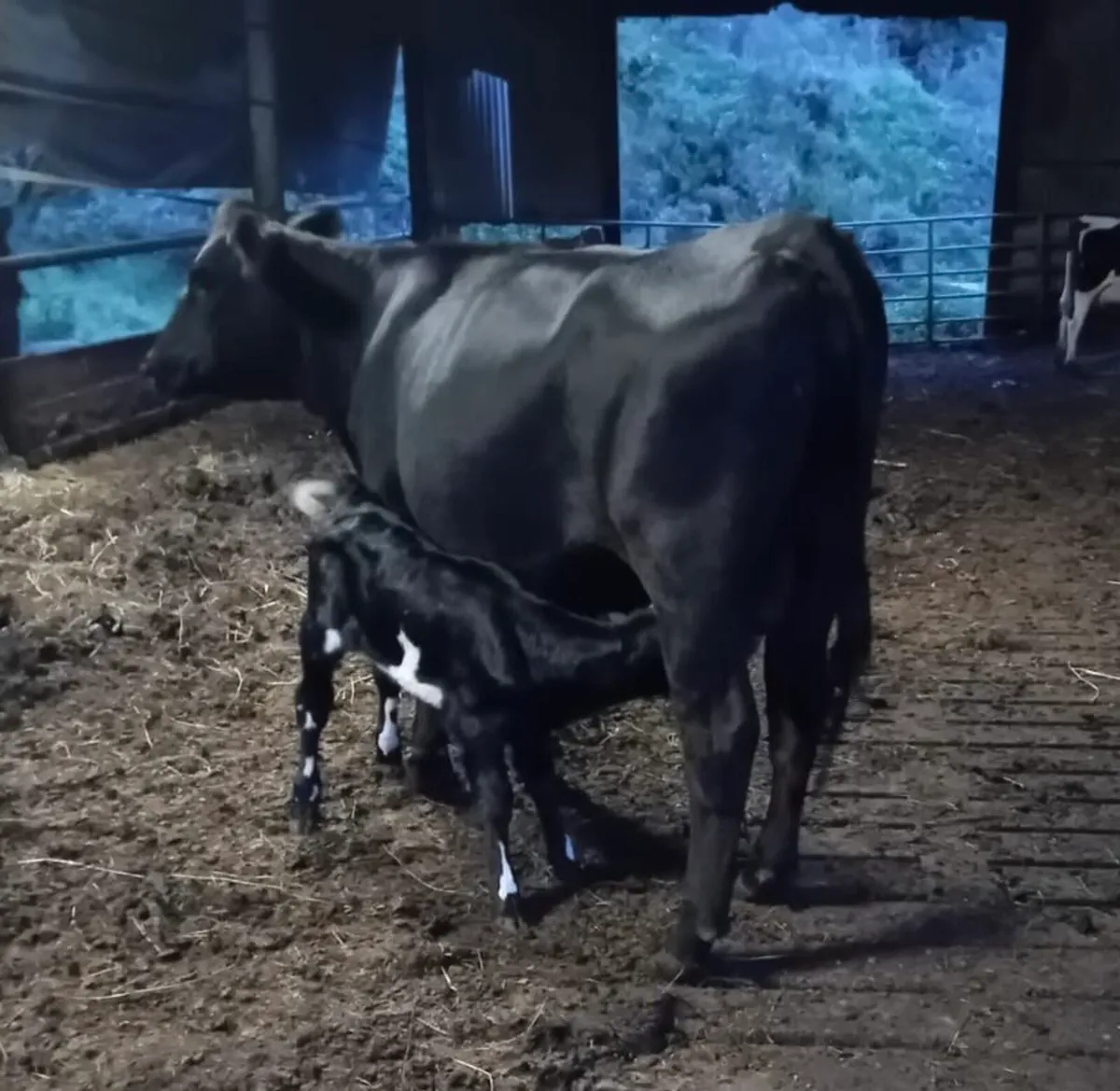 Freshly Calved A.A Heifer - Image 1