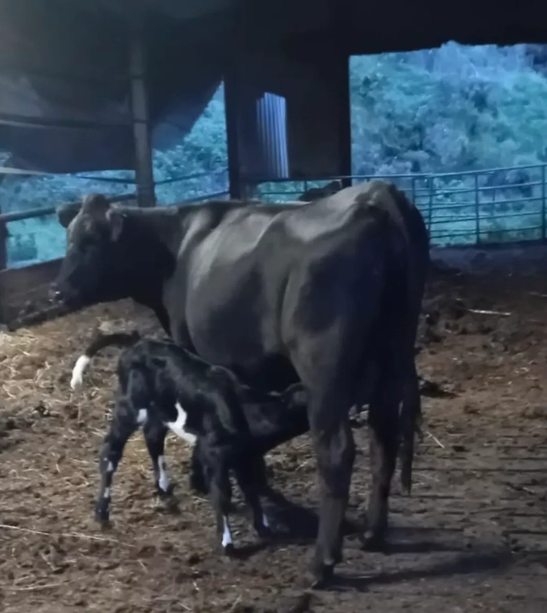 Freshly Calved A.A Heifer - Image 2