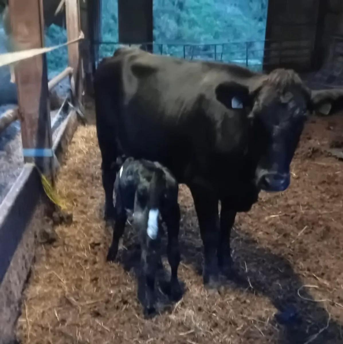 Freshly Calved A.A Heifer - Image 3