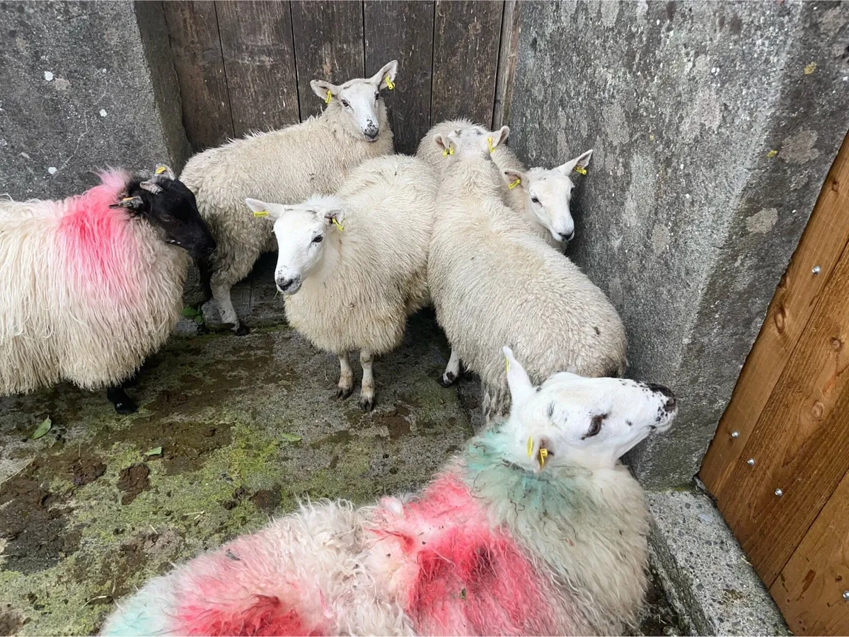 Ewe lambs - Image 1