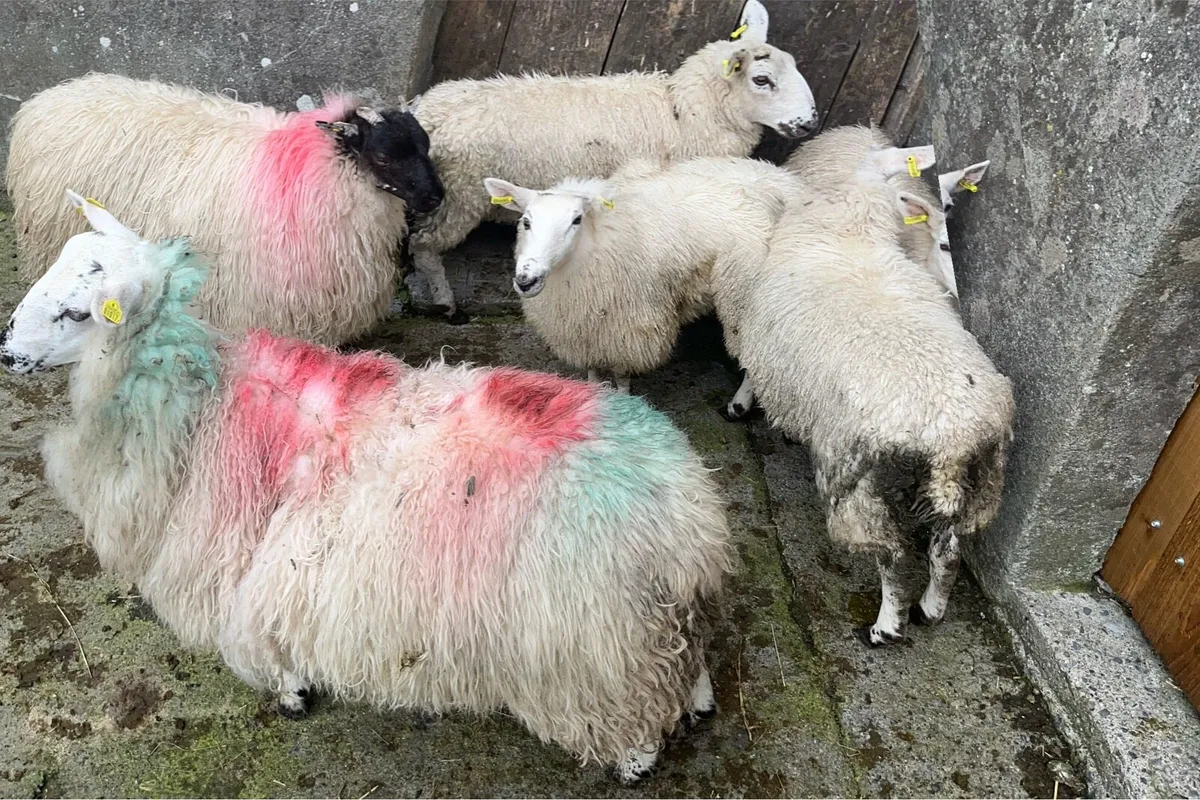 Ewe lambs - Image 2