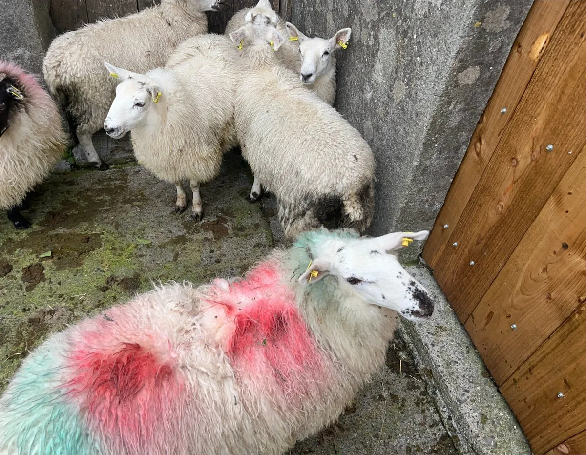Ewe lambs - Image 3