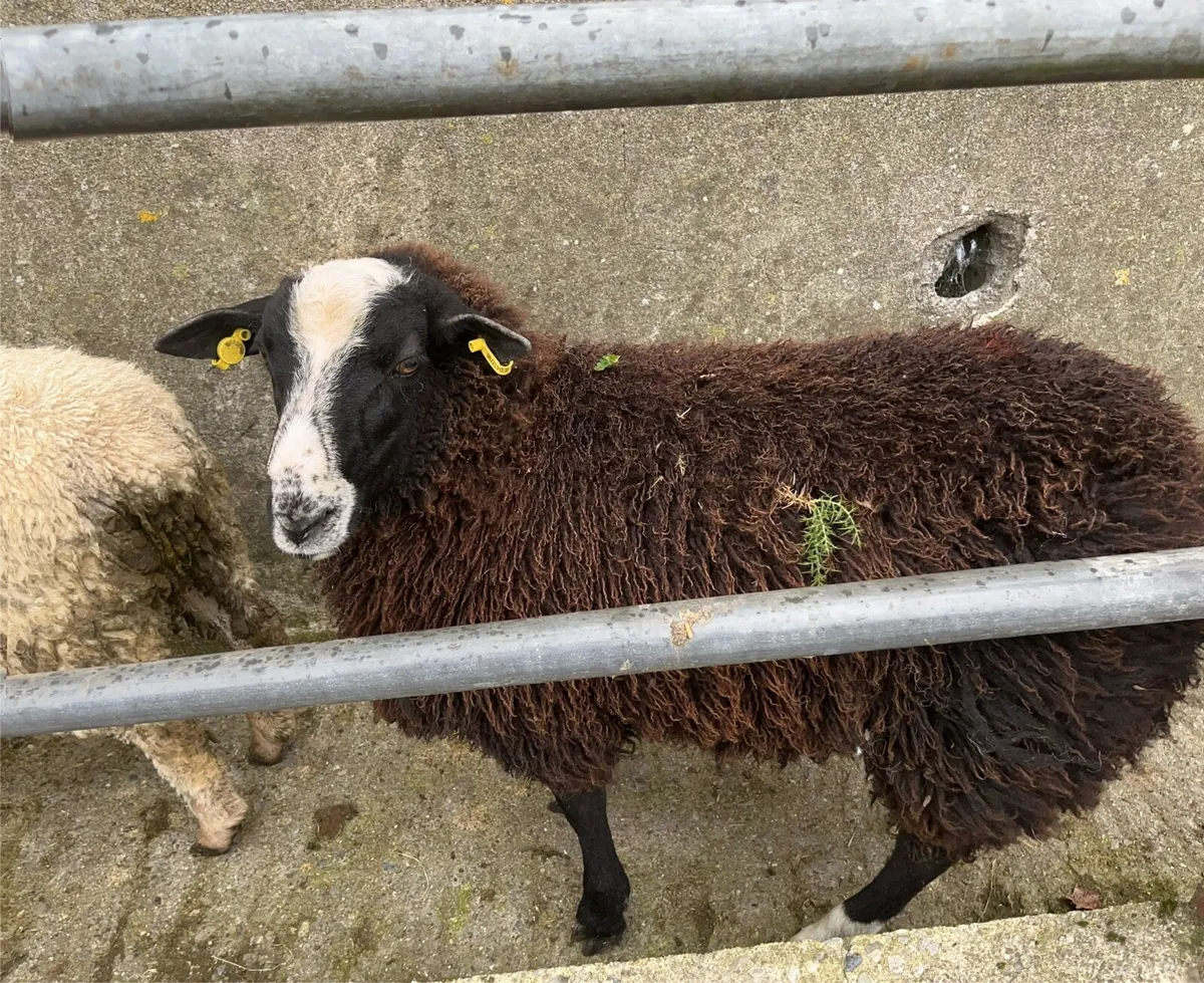 Ewe lambs - Image 4