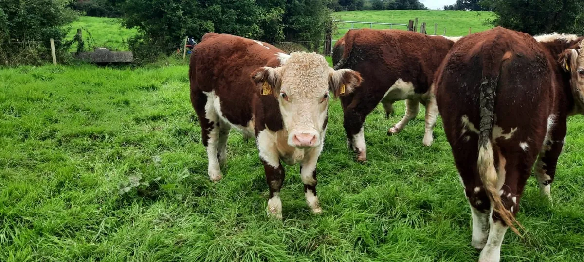 Ped Hereford bulls - Image 2