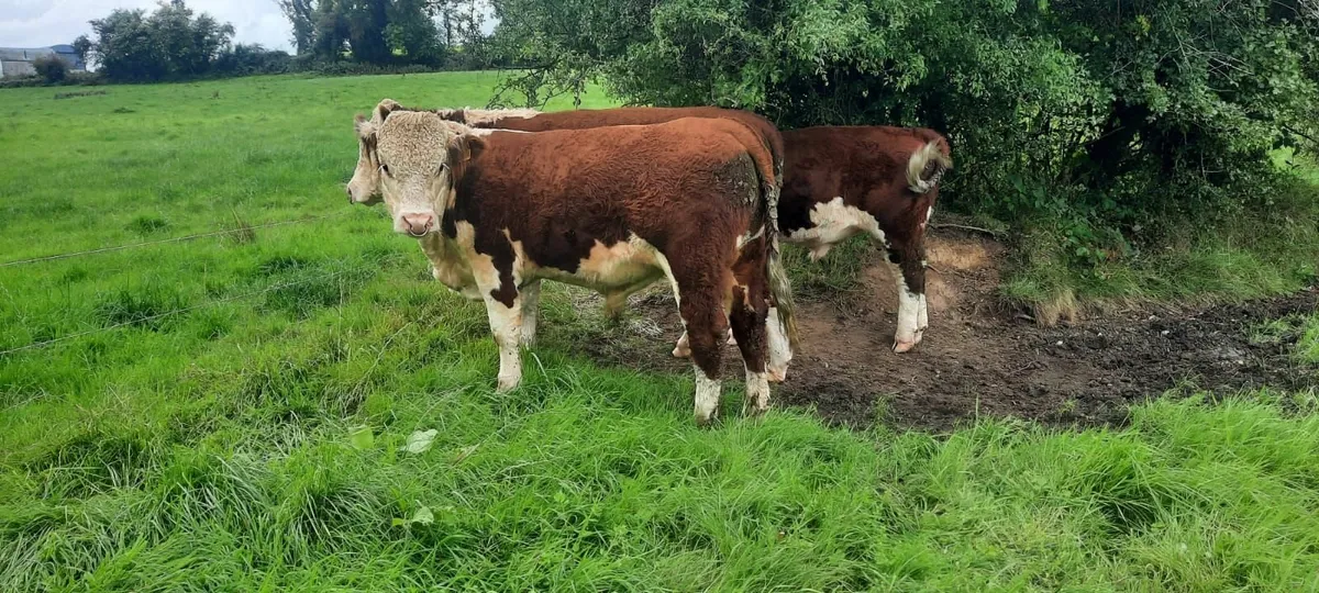 Ped Hereford bulls - Image 1
