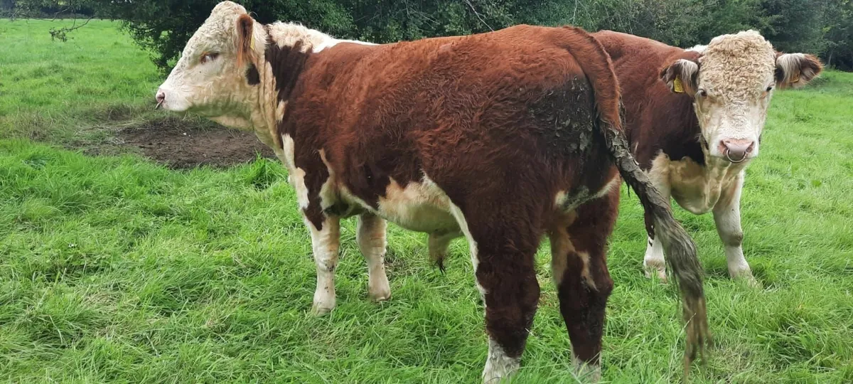 Ped Hereford bulls - Image 3