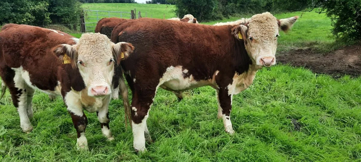 Ped Hereford bulls - Image 4