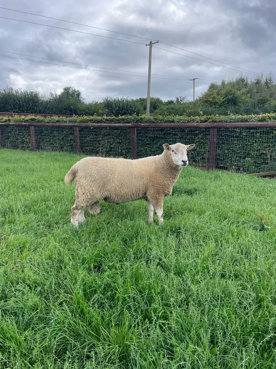 Lleyn Pedigree Rams - Image 2