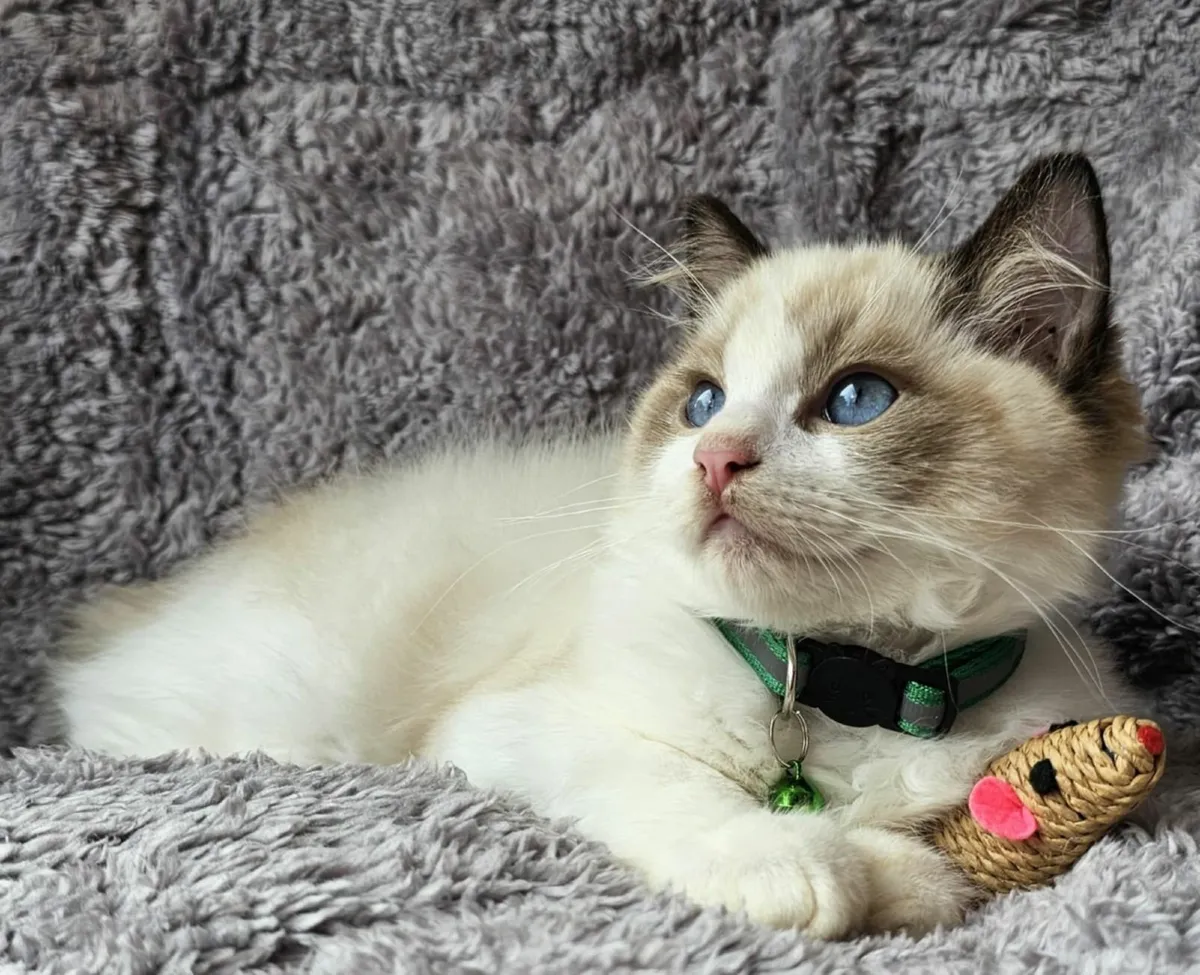 Stunning Pedigree ragdoll kitten - Image 3